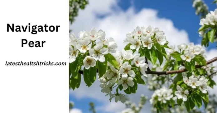Navigator Pear